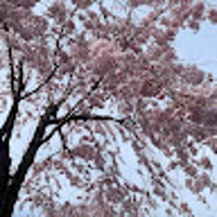 michiyuki horikoshi