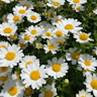 ウェンディ|デザイン勉強中