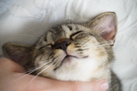にひらともか