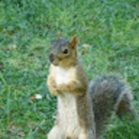 Shinnosuke NISHIMOTO