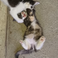 とんぬら@旅する系エンジニア