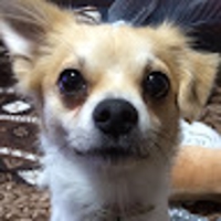 MAYUMI＠「迷える女性の『作戦参謀』｜50代現役女管理職」