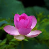 どさんこ父さん