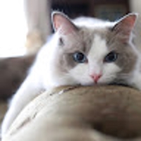 公式SNS（X/IG/TT)アカウントのオーガニックコンテンツの運用やアカウント方針のご相談など-image1