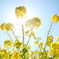 emi hirose (みろみ)