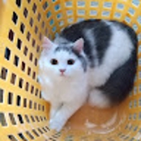 ひか