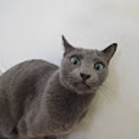 プル