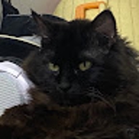 11まだら