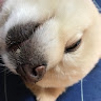 Yoshi