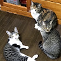 にゃんずのお屋敷