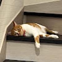 よるの