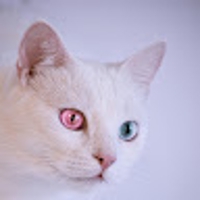 YUKI