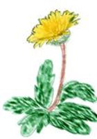 たんぽぽイエロー@Lancers認定ランサー