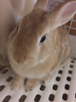 しなもん