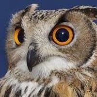 セラピスト・ オウル