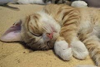 【急募】Dockerの環境構築について教えてくださる方