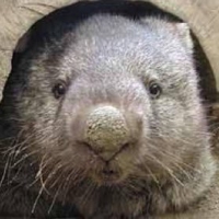 FX・仮想通貨＠小平太