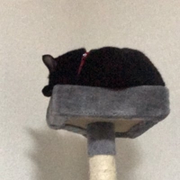 もも@動画編集者