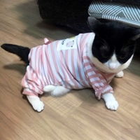 肉ジャガー@36歳からプログラミング勉強中