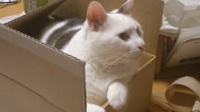 なべぇる