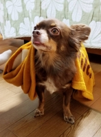 みつ