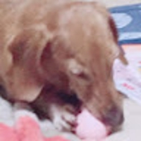 RURU HH