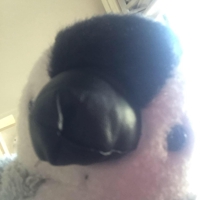 Hi Ka