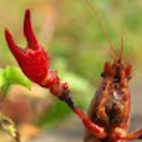 ひろたろうりっちい