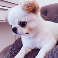 mochi Kinako