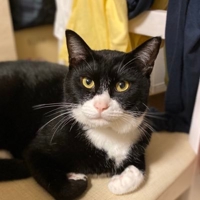 おはぎときなこ