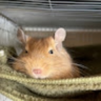デグーごん太の日常