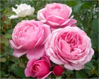 アクティブライフ・グランマ