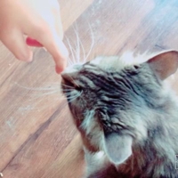 ＭＯＭＯ*.
