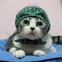 thief-cat