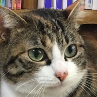 もふもふの狩人