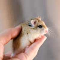 はむがいるくらし