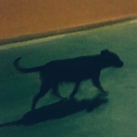 🐈‍⬛🐈🐈‍⬛sac🐈🐈‍⬛🐈