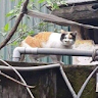 Trang Nguyen Thi Kieu