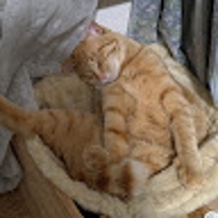 うちねこ日和。猫の想いを伝えます。