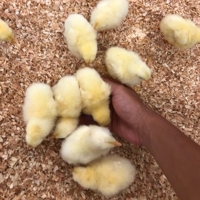 しょうたろさん