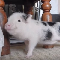 ノス´•ﻌ•`🐾 🐟