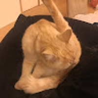 中西優介