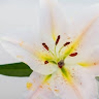 オオクボミノリ