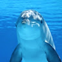 シリウスちゃん。