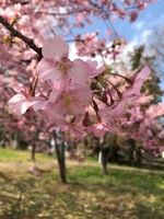 吉野沙由里