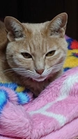 たこりん