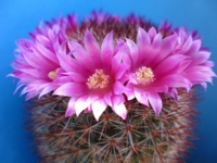 アークトゥールス