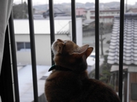 ワダ　ユウキ