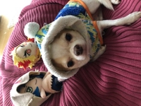 てちくん