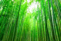 アサシ
